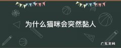 猫为什么有时候突然粘人 为什么猫咪会突然黏人