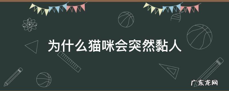 猫为什么有时候突然粘人 为什么猫咪会突然黏人