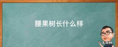 腰果树长什么样看看 腰果树长什么样