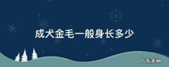 成犬金毛一般身长多少 成年金毛身长一般多少