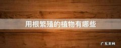 用根繁殖的植物有哪些 用根繁殖的植物有哪些特点