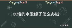 水培绿萝水变绿怎么办 水培的水发绿了怎么办啦