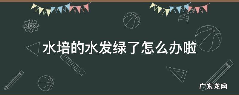 水培绿萝水变绿怎么办 水培的水发绿了怎么办啦