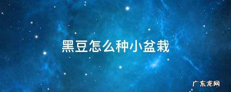 盆栽黑豆的种植方法和注意事项 黑豆怎么种小盆栽