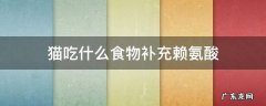 赖氨酸给猫吃好吗 猫吃什么食物补充赖氨酸