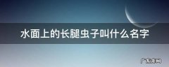 水面上的长腿虫子叫什么名字 水面上的虫子叫什么