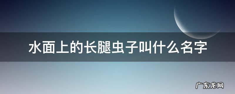 水面上的长腿虫子叫什么名字 水面上的虫子叫什么