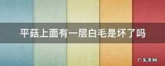 平菇上面有白色的毛毛 平菇上面有一层白毛是坏了吗