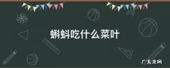 蝌蚪吃菜叶子吗 蝌蚪吃什么菜叶