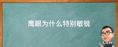 鹰眼为什么特别敏锐 鹰眼为什么特别敏锐简单一些