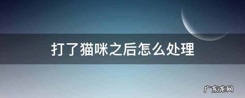 打了猫咪之后怎么办 打了猫咪之后怎么处理