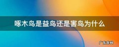 啄木鸟是益鸟 还是害鸟 啄木鸟是益鸟还是害鸟为什么
