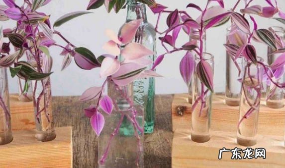 少浇水 油画吊兰的种植方法是什么