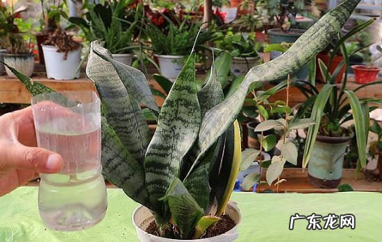 浇水多 虎皮兰有什么种植错误