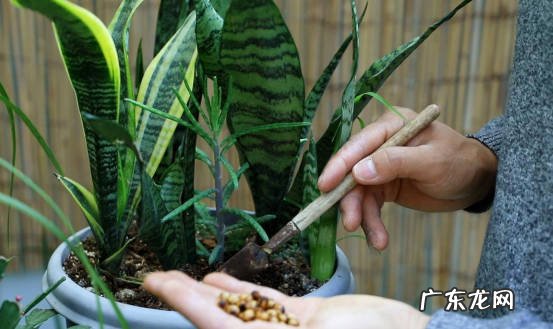 浇水多 虎皮兰有什么种植错误