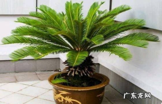 接受阳光 铁树怎么养