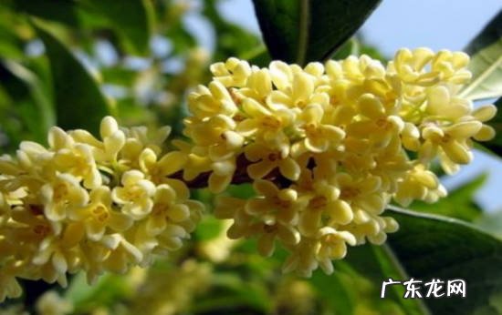 安神 闻桂花香的好处与坏处