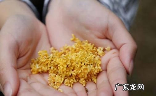 安神 闻桂花香的好处与坏处