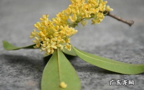 安神 闻桂花香的好处与坏处