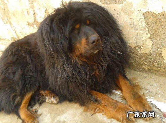 藏獒 不能养哪些品种的狗狗