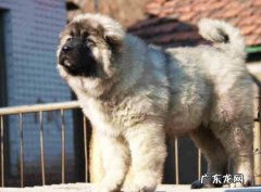 藏獒 不能养哪些品种的狗狗
