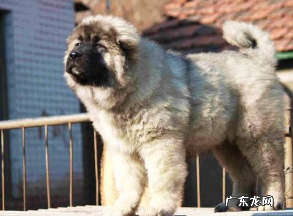 藏獒 不能养哪些品种的狗狗