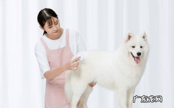 严重掉毛 为什么不推荐萨摩耶