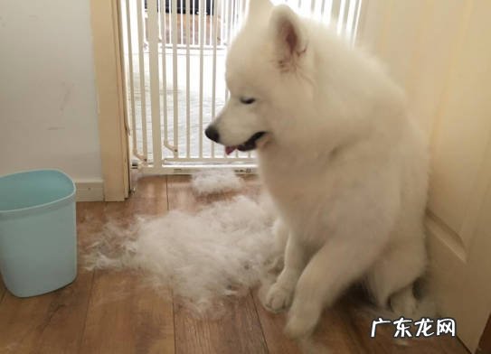 严重掉毛 为什么不推荐萨摩耶