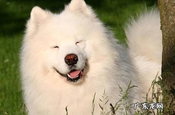 严重掉毛 为什么不推荐萨摩耶