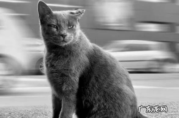 发情期尴尬 为什么不轻易养母猫