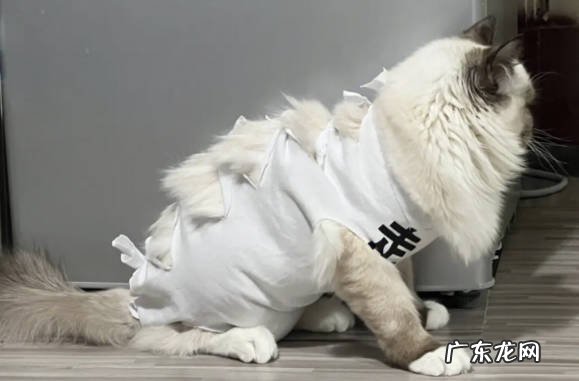 发情期尴尬 为什么不轻易养母猫