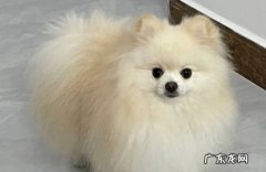 藏獒 哪些品种的狗爱咬人
