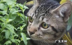 无毛猫 哪些猫养的越久越想扔