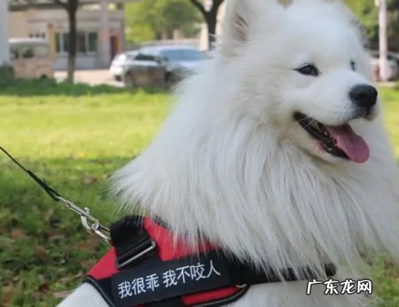 牵引 喂养萨摩耶要注意什么