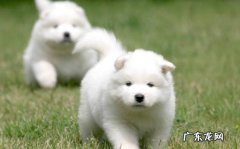 牵引 喂养萨摩耶要注意什么