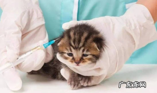 经常梳理 怎么缓解猫咪的掉毛