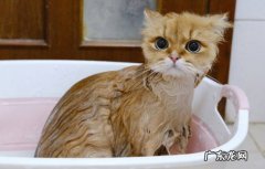 经常梳理 怎么缓解猫咪的掉毛