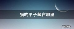 猫的爪子藏在哪里 猫的爪子平常都藏在哪里
