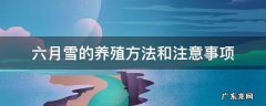 提根六月雪的养殖方法和注意事项 六月雪的养殖方法和注意事项