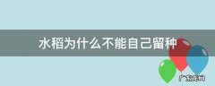 水稻为什么不能自己留种 水稻为什么不能自己留种子