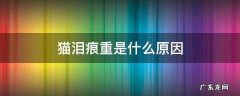猫泪痕越来越严重 猫泪痕重是什么原因