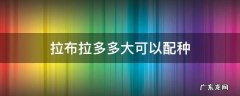 拉布拉多多大可以配种 拉布拉多多少个月可以配种
