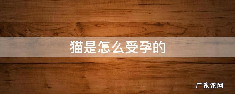 猫是怎么受孕的过程 猫是怎么受孕的