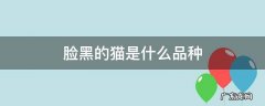 猫咪黑脸是什么品种 脸黑的猫是什么品种