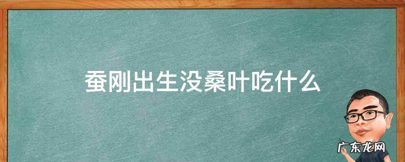 刚出生的蚕宝宝吃桑叶吗 蚕刚出生没桑叶吃什么