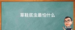 草鞋底虫子是害虫吗 草鞋底虫最怕什么