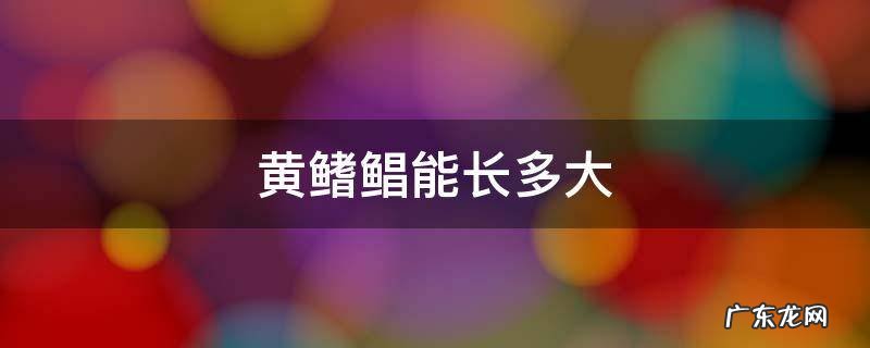 黄鳍鲳鱼寿命多长 黄鳍鲳能长多大