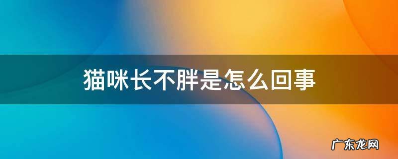 猫咪总是长不胖 猫咪长不胖是怎么回事