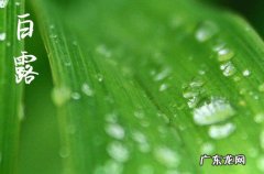 白露要知道吃十样白