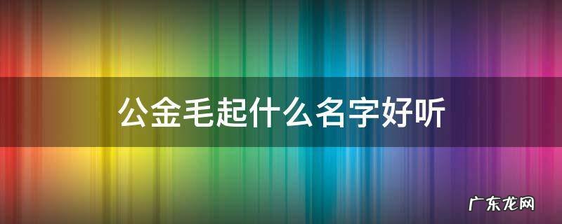 公金毛起什么名字好听的名字 公金毛起什么名字好听